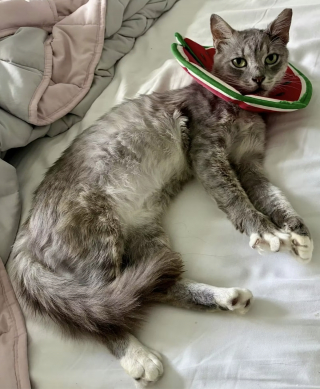 Illustration de l'article : Opéré d'urgence pour une profonde blessure, ce chat errant risque de perdre son oreille