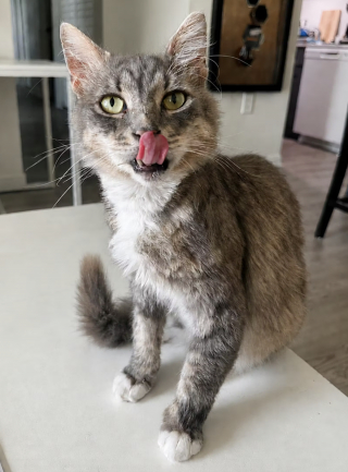 Illustration de l'article : Opéré d'urgence pour une profonde blessure, ce chat errant risque de perdre son oreille
