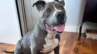 Illustration de l'article : Atteint d'une tumeur, l'opération de ce chien est inabordable pour sa maîtresse sans emploi qui tente le tout pour le tout