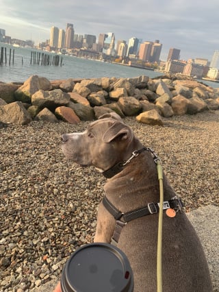Illustration de l'article : Atteint d'une tumeur, l'opération de ce chien est inabordable pour sa maîtresse sans emploi qui tente le tout pour le tout