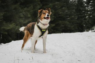 Illustration de l'article : Harnais : une étude vétérinaire révèle l'impact de sa forme sur la marche de votre chien