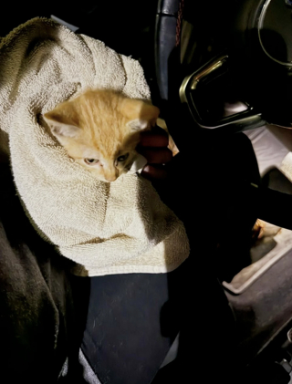 Illustration de l'article : Abandonn&eacute; pr&egrave;s d'une autoroute, un chaton d'un mois se retrouve pi&eacute;g&eacute; sous un amas de pierres