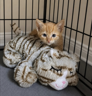 Illustration de l'article : Abandonn&eacute; pr&egrave;s d'une autoroute, un chaton d'un mois se retrouve pi&eacute;g&eacute; sous un amas de pierres