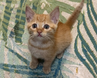 Illustration de l'article : Abandonn&eacute; pr&egrave;s d'une autoroute, un chaton d'un mois se retrouve pi&eacute;g&eacute; sous un amas de pierres