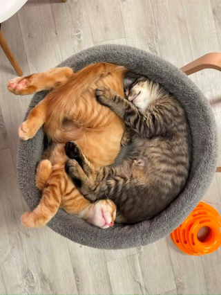 Illustration de l'article : 16 chats qui ont le don de s&rsquo;installer l&agrave; o&ugrave; personne ne pensait que c&rsquo;&eacute;tait possible