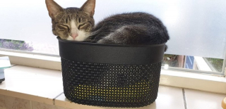 Illustration de l'article : 16 chats qui ont le don de s&rsquo;installer l&agrave; o&ugrave; personne ne pensait que c&rsquo;&eacute;tait possible