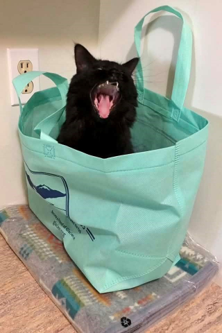 Illustration de l'article : 16 chats qui ont le don de s&rsquo;installer l&agrave; o&ugrave; personne ne pensait que c&rsquo;&eacute;tait possible