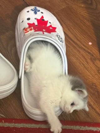 Illustration de l'article : 16 chats qui ont le don de s&rsquo;installer l&agrave; o&ugrave; personne ne pensait que c&rsquo;&eacute;tait possible