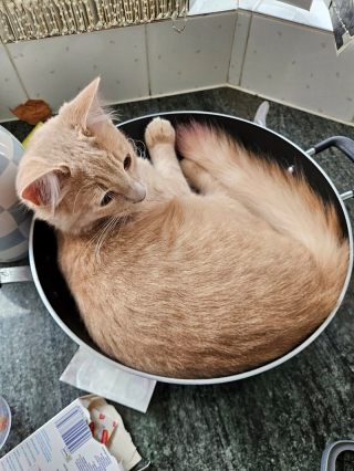 Illustration de l'article : 16 chats qui ont le don de s&rsquo;installer l&agrave; o&ugrave; personne ne pensait que c&rsquo;&eacute;tait possible