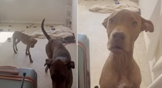 Illustration de l'article : Enferm&eacute;s sans eau ni nourriture dans un appartement insalubre, ce chiot de 6 mois et son a&icirc;n&eacute; re&ccedil;oivent une promesse de ceux qui les d&eacute;couvrent