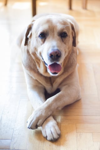 Illustration de l'article : Rentrée scolaire : les chiens de lecture offrent une écoute sans jugement aux enfants en difficulté