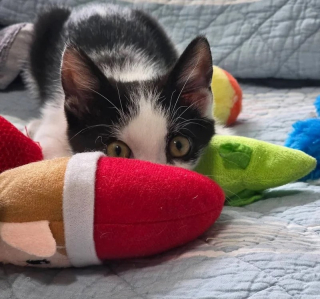 Illustration de l'article : Tétanisé sous un pont très fréquenté, ce minuscule chaton refusait de se laisser sauver (vidéo)
