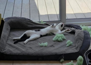 Illustration de l'article : Tétanisé sous un pont très fréquenté, ce minuscule chaton refusait de se laisser sauver (vidéo)