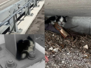 Illustration de l'article : Tétanisé sous un pont très fréquenté, ce minuscule chaton refusait de se laisser sauver (vidéo)