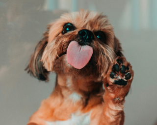 Illustration de l'article : Pourquoi votre chien vous donne-t-il la patte sans que vous le lui demandiez ?