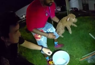 Illustration de l'article : Face à un chiot coincé au fond d'un égout, ces policiers imaginent un brillant stratagème pour l'attirer à la surface