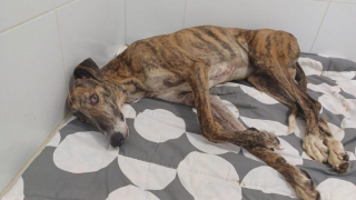 Illustration de l'article : Devenu inutile aux yeux d&rsquo;un chasseur, ce Galgo &eacute;pileptique esp&egrave;re trouver une vraie famille