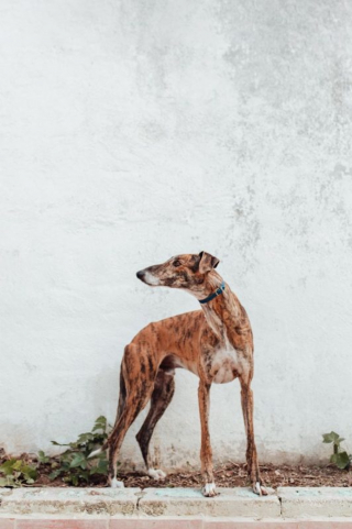 Illustration de l'article : Devenu inutile aux yeux d&rsquo;un chasseur, ce Galgo &eacute;pileptique esp&egrave;re trouver une vraie famille
