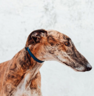 Illustration de l'article : Devenu inutile aux yeux d&rsquo;un chasseur, ce Galgo &eacute;pileptique esp&egrave;re trouver une vraie famille