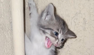 Illustration de l'article : Coinc&eacute; sur un bo&icirc;tier &eacute;lectrique, ce chaton terrifi&eacute; refuse de se laisser secourir