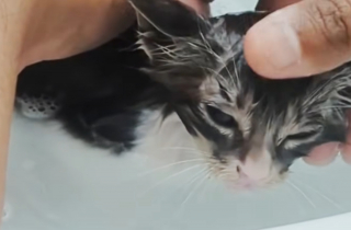 Illustration de l'article : Coinc&eacute; sur un bo&icirc;tier &eacute;lectrique, ce chaton terrifi&eacute; refuse de se laisser secourir