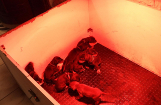 Illustration de l'article : 37 chiens et chiots sauv&eacute;s lors du d&eacute;mant&egrave;lement d'un trafic international et victimes de mutilations 