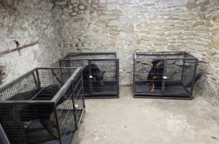 Illustration de l'article : 37 chiens et chiots sauv&eacute;s lors du d&eacute;mant&egrave;lement d'un trafic international et victimes de mutilations 