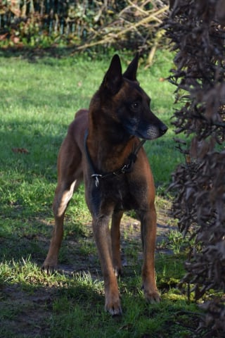 Illustration de l'article : Une famille d'accueil trouv&eacute;e pour ce chien policier &agrave; la retraite qui attendait un foyer chaleureux depuis 3 mois