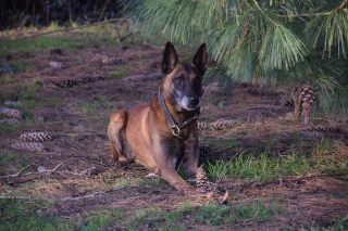 Illustration de l'article : Une famille d'accueil trouv&eacute;e pour ce chien policier &agrave; la retraite qui attendait un foyer chaleureux depuis 3 mois