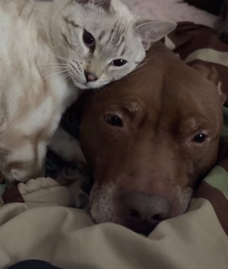 Illustration de l'article : Un chien souffrant de maux de ventre laisse son fr&egrave;re chat se blottir contre lui et d&eacute;couvre dans ses c&acirc;lins un r&eacute;confort inattendu (vid&eacute;o)