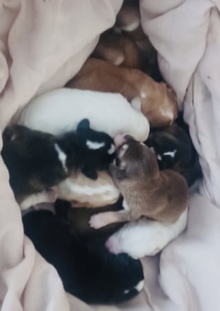 Illustration de l'article : Disparue lors du passage d'un typhon, une chienne refait surface 3 mois plus tard mais avec toute une famille derri&egrave;re