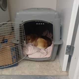 Illustration de l'article : Disparue lors du passage d'un typhon, une chienne refait surface 3 mois plus tard mais avec toute une famille derri&egrave;re