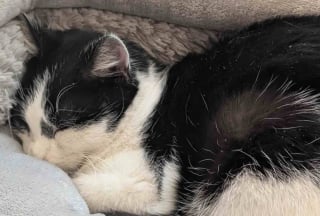 Illustration de l'article : Rencontr&eacute; lors d&rsquo;un virulent &eacute;pisode de neige, ce chat atteint d&rsquo;une infection respiratoire d&eacute;voile sa douce personnalit&eacute; aupr&egrave;s de sa famille d&rsquo;accueil