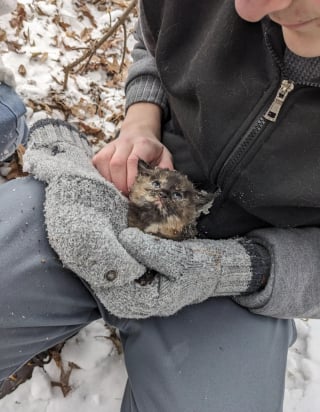Illustration de l'article : Retrouv&eacute;e recouverte de glace et &agrave; peine visible sous la neige, cette minuscule chatte &eacute;caille de tortue doit sa survie &agrave; la chaleur des mains de son sauveur