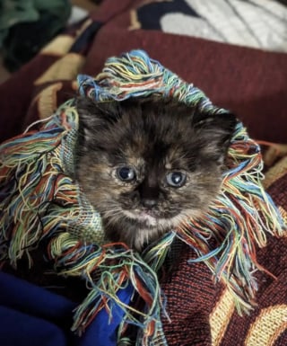 Illustration de l'article : Retrouv&eacute;e recouverte de glace et &agrave; peine visible sous la neige, cette minuscule chatte &eacute;caille de tortue doit sa survie &agrave; la chaleur des mains de son sauveur