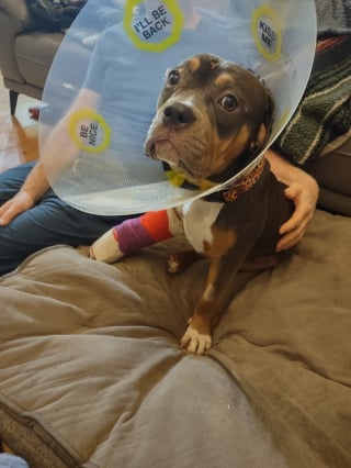 Illustration de l'article : Trouv&eacute;e dans un foss&eacute;, cette chienne bless&eacute;e se montre affectueuse et enjou&eacute;e, malgr&eacute; les &eacute;preuves endur&eacute;es