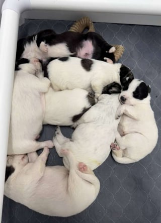 Illustration de l'article : Elle pensait sauver 4 chiens dans un verger, mais en d&eacute;couvre 9 de plus et refuse d'en abandonner un seul