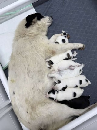 Illustration de l'article : Elle pensait sauver 4 chiens dans un verger, mais en d&eacute;couvre 9 de plus et refuse d'en abandonner un seul