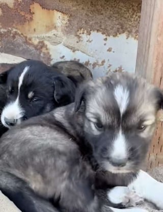 Illustration de l'article : Elle pensait sauver 4 chiens dans un verger, mais en d&eacute;couvre 9 de plus et refuse d'en abandonner un seul