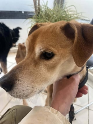 Illustration de l'article : Retir&eacute;s &agrave; leur propri&eacute;taire malgr&eacute; son refus, 2 chiens fam&eacute;liques reprennent espoir en attendant qu'on leur trouve un foyer