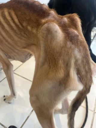 Illustration de l'article : Retir&eacute;s &agrave; leur propri&eacute;taire malgr&eacute; son refus, 2 chiens fam&eacute;liques reprennent espoir en attendant qu'on leur trouve un foyer