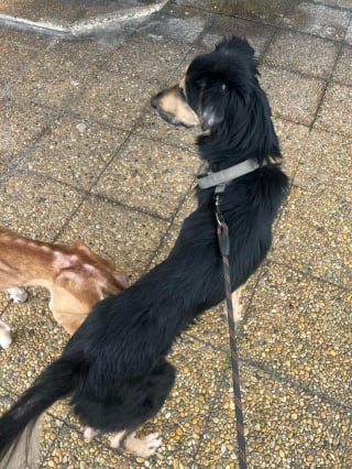 Illustration de l'article : Retir&eacute;s &agrave; leur propri&eacute;taire malgr&eacute; son refus, 2 chiens fam&eacute;liques reprennent espoir en attendant qu'on leur trouve un foyer