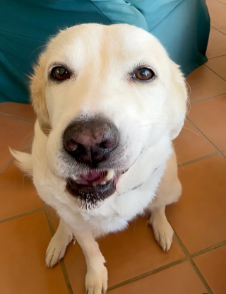 Illustration de l'article : La famille de Jean-Luc Reichmann s'agrandit, l'animateur pr&eacute;sente le chiot qu'il a adopt&eacute; car "une dame ne pouvait pas s'en occuper"