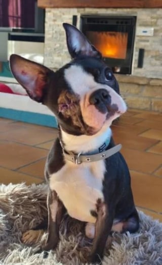 Illustration de l'article : Rescap&eacute; d'un &eacute;levage insalubre, ce Boston Terrier borgne se pr&eacute;pare pour un nouveau d&eacute;part aux c&ocirc;t&eacute;s d'une cong&eacute;n&egrave;re sourde