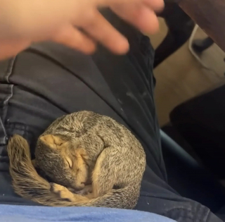 Illustration de l'article : Rel&acirc;ch&eacute; dans la for&ecirc;t par ses ma&icirc;tres, cet &eacute;cureuil revient chaque matin &agrave; la fen&ecirc;tre pour jouer avec sa meilleure amie canine