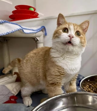 Illustration de l'article : Ce chat au "sourire" singulier provoque une vague de sympathie inattendue qui lui ouvre les portes d'une nouvelle vie