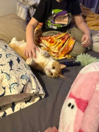 Illustration de l'article : Ce chat au "sourire" singulier provoque une vague de sympathie inattendue qui lui ouvre les portes d'une nouvelle vie