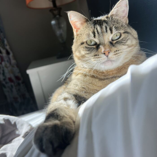 Illustration de l'article : 15 photos de chats qui prouvent qu&rsquo;on peut voyager loin gr&acirc;ce au cat-sitting