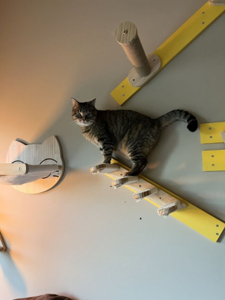 Illustration de l'article : 15 photos de chats qui prouvent qu&rsquo;on peut voyager loin gr&acirc;ce au cat-sitting