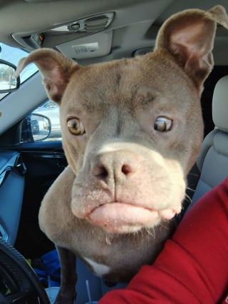 Illustration de l'article : 15 chats et chiens abandonn&eacute;s qui ont tout juste trouv&eacute; une nouvelle famille